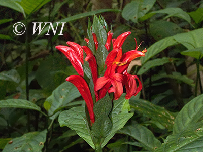 Pachystachys coccinea